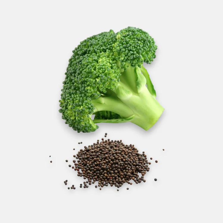 Broccoli_Imported_seeds