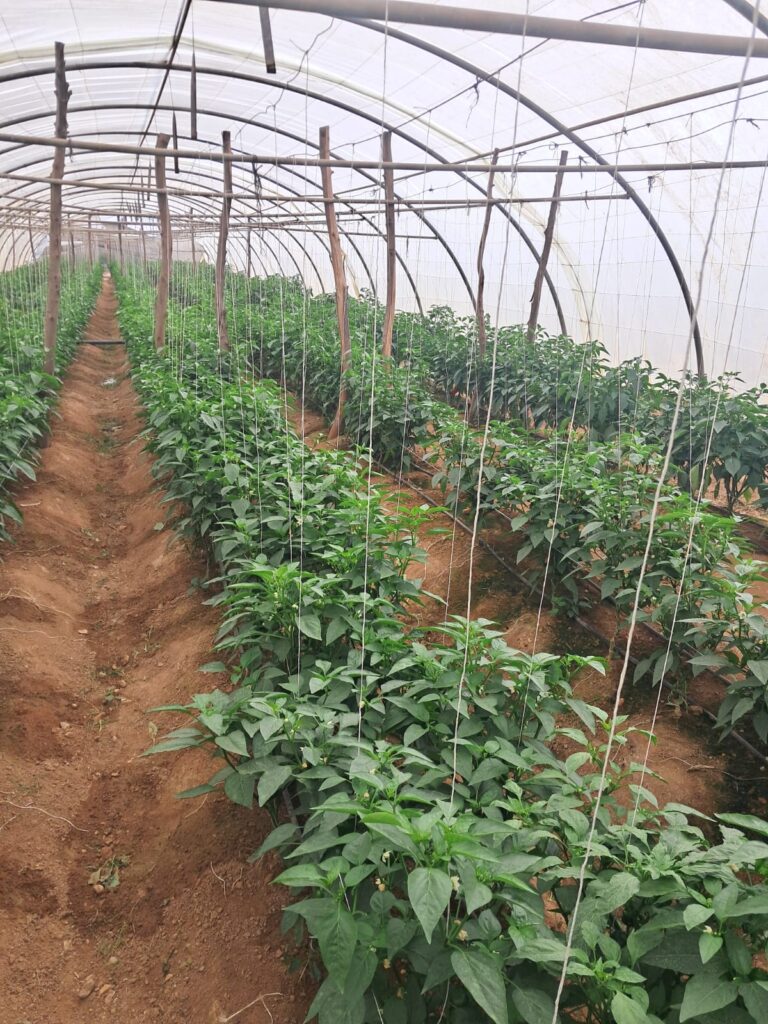 Agriculture & Farming Excellence