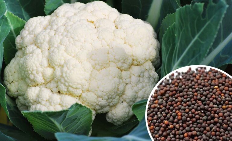 premium-quality-cauliflower-seeds-12