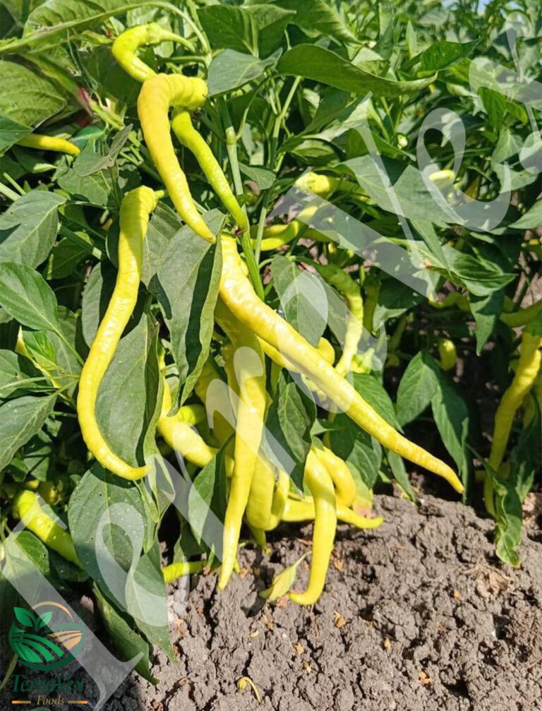 Lambardy pepper1