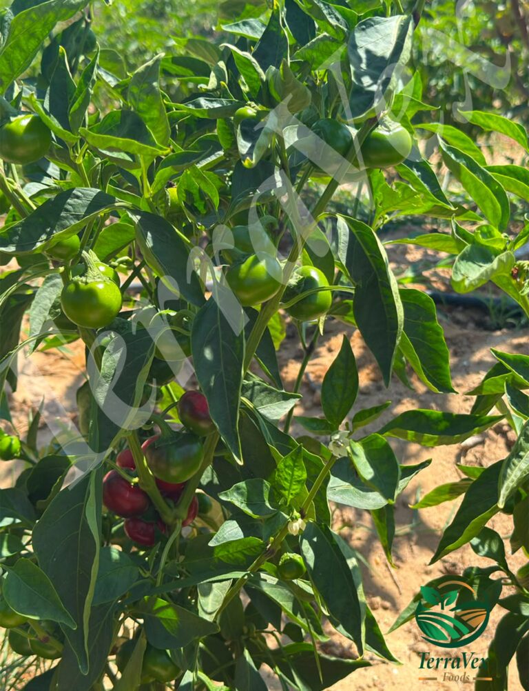 Red cherry pepper1