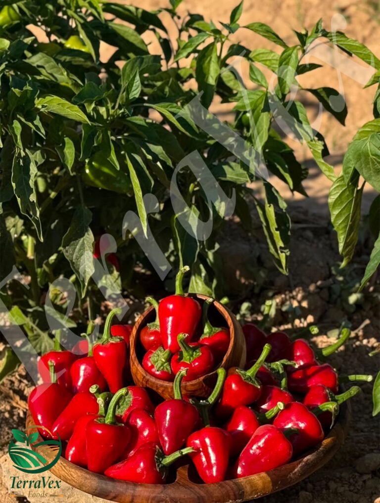 Red kardoula pepper
