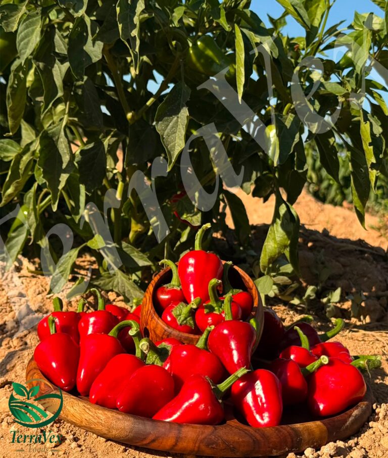 Red kardoula pepper0