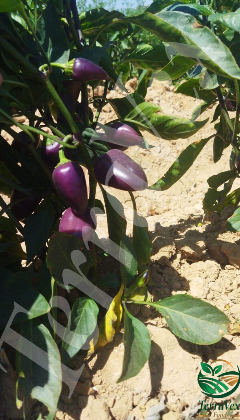 snake pepper1